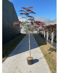 Perzische slaapboom | Albizia julibr. 'Evi's Pride'