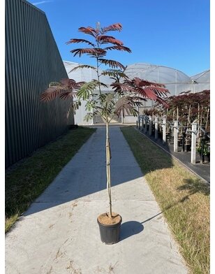 Perzische slaapboom | Albizia julibr. 'Evi's Pride'