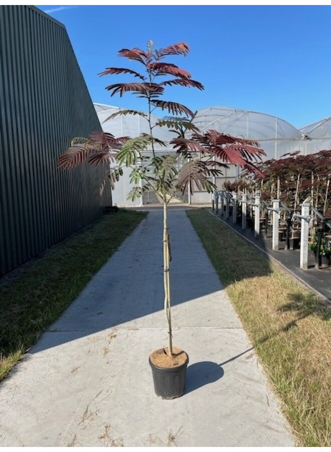 Perzische slaapboom | Albizia julibr. 'Evi's Pride'