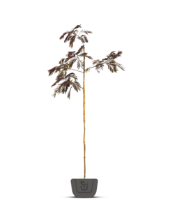 Perzische slaapboom |  Albizia 'Chocolate Fountain'