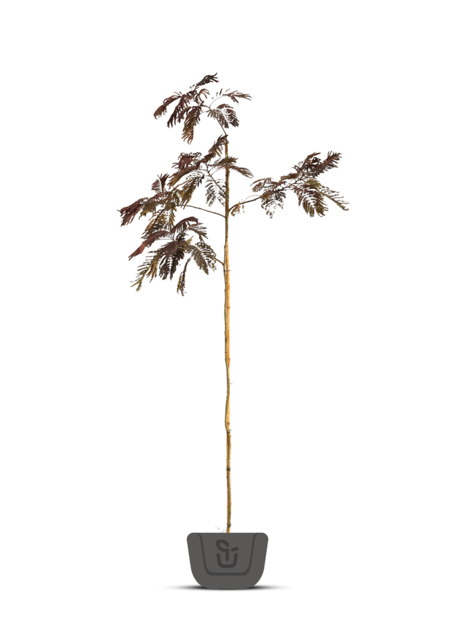 Perzische slaapboom |  Albizia 'Chocolate Fountain'