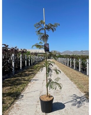 Perzische slaapboom |  Albizia 'Chocolate Fountain'
