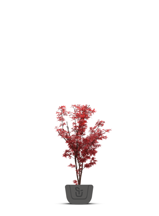 Japanse esdoorn | Acer pal. Redwine