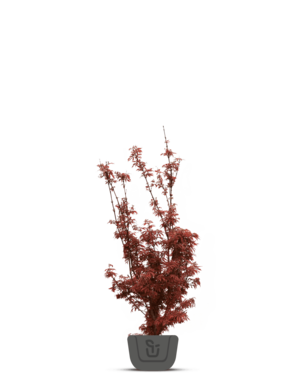 Japanse esdoorn | Acer pal. Sumi-Nagashi