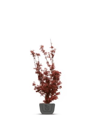 Japanse esdoorn | Acer pal. 'Twombly's Red Sentinel'