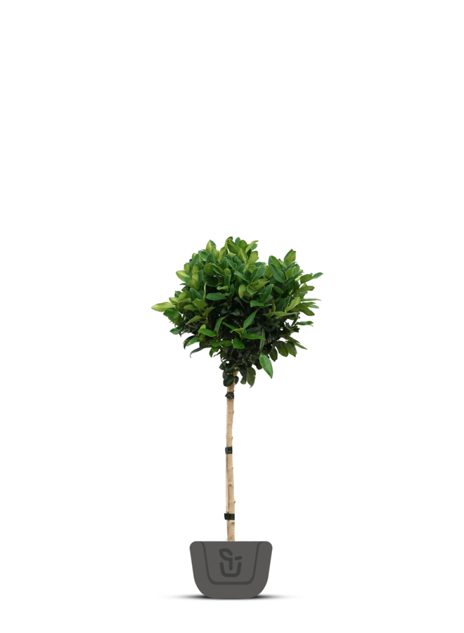 Appelbes op stam |  Aronia prun. 'Viking'