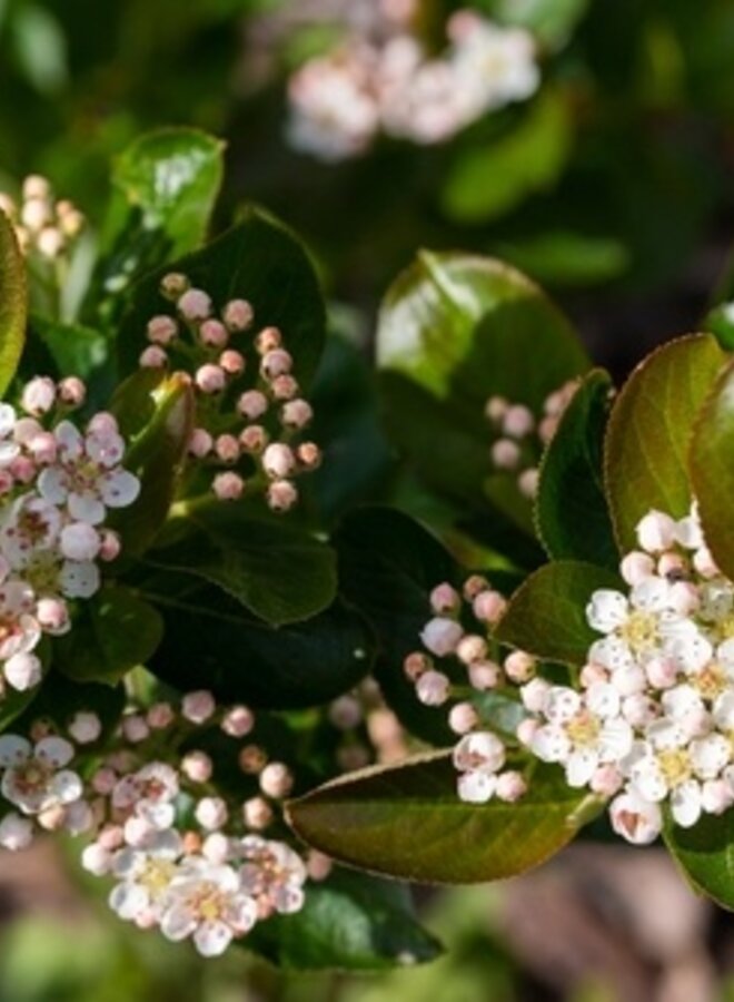 Appelbes op stam |  Aronia prun. 'Viking'