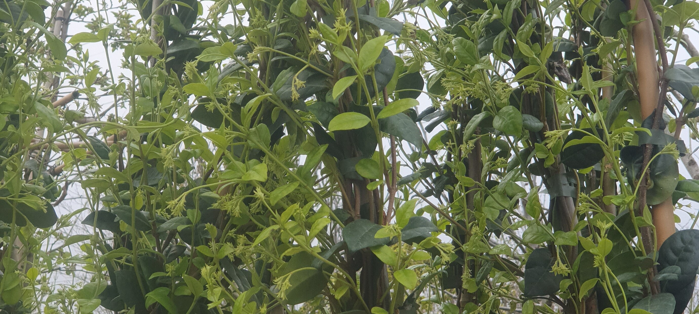 Groen omhoog: sterke en bloeiende klimplanten van de kwekerij