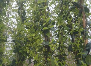 Groen omhoog: sterke en bloeiende klimplanten van de kwekerij