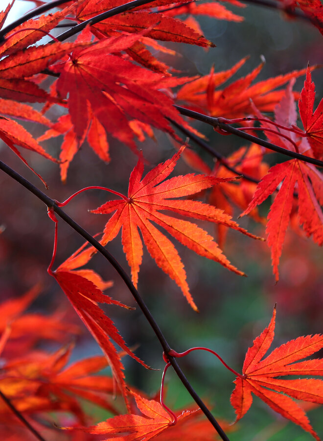 Japanse esdoorn | Acer pal. Redwine