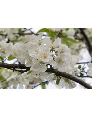Sierappel | Malus 'Braendkjaer'