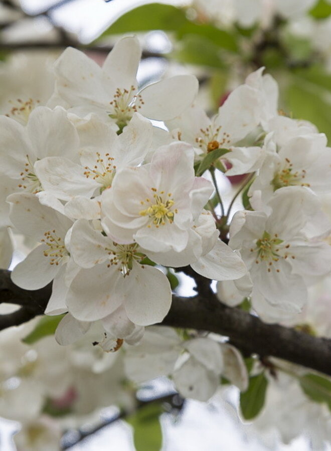 Sierappel | Malus 'Braendkjaer'