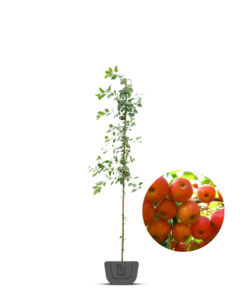 Sierappel |  Malus 'Braendkjaer'