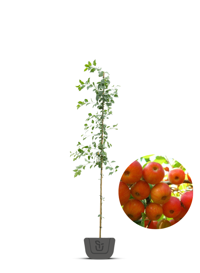 Sierappel |  Malus 'Braendkjaer'