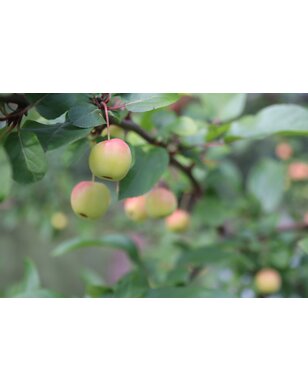 Sierappel | Malus 'Braendkjaer'