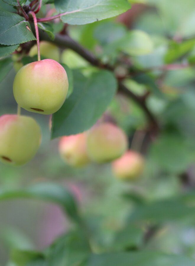 Sierappel | Malus 'Braendkjaer'