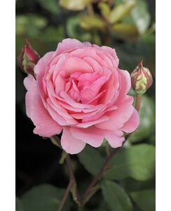 Theeroos | Rosa 'Queen Elizabeth'