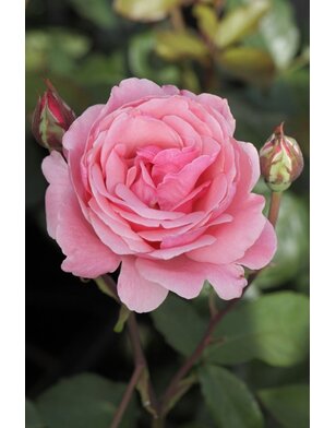 Theeroos | Rosa 'Queen Elizabeth'