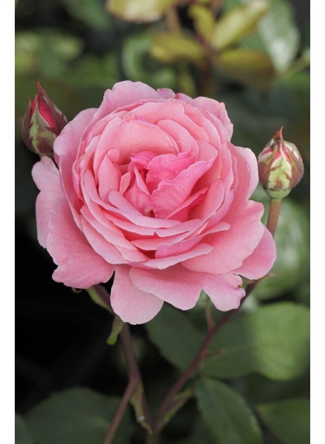Theeroos | Rosa 'Queen Elizabeth'