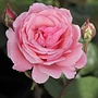 Theeroos | Rosa 'Queen Elizabeth'