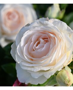 Theeroos | Rosa 'Key Largo'