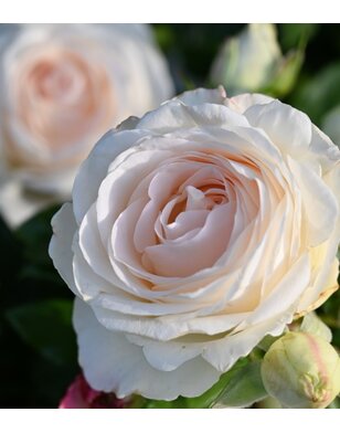 Theeroos | Rosa 'Key Largo'