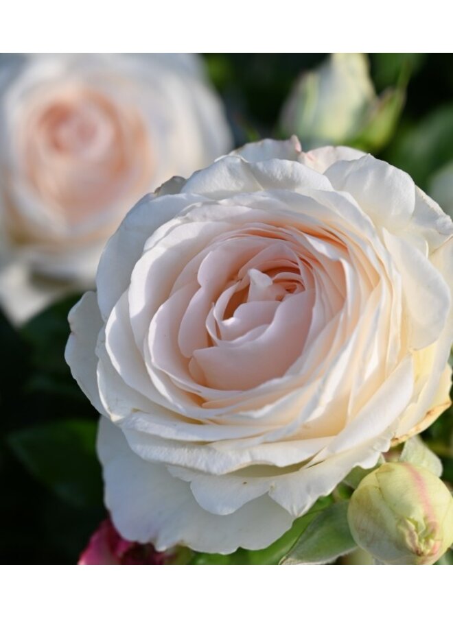 Theeroos | Rosa 'Key Largo'