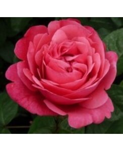 Theeroos | Rosa 'Line Renaud'