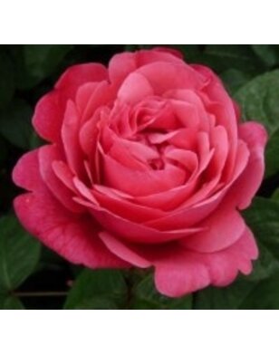 Theeroos | Rosa 'Line Renaud'