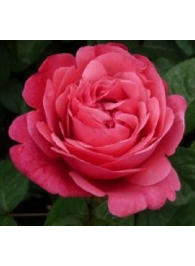 Theeroos | Rosa 'Line Renaud'