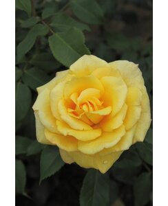 Theeroos | Rosa 'Sunny Sky'