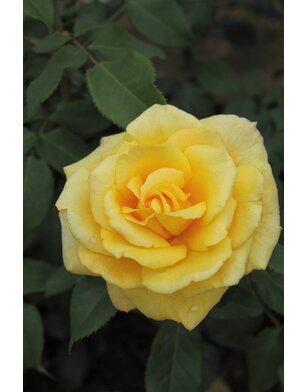 Theeroos | Rosa 'Sunny Sky'