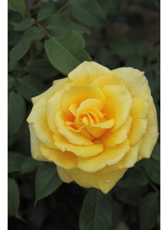 Theeroos | Rosa 'Sunny Sky'