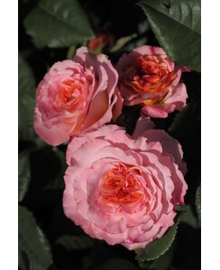 Theeroos | Rosa 'Augusta Luise'