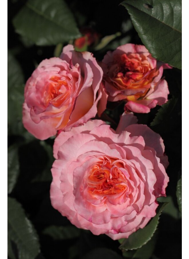 Theeroos | Rosa 'Augusta Luise'
