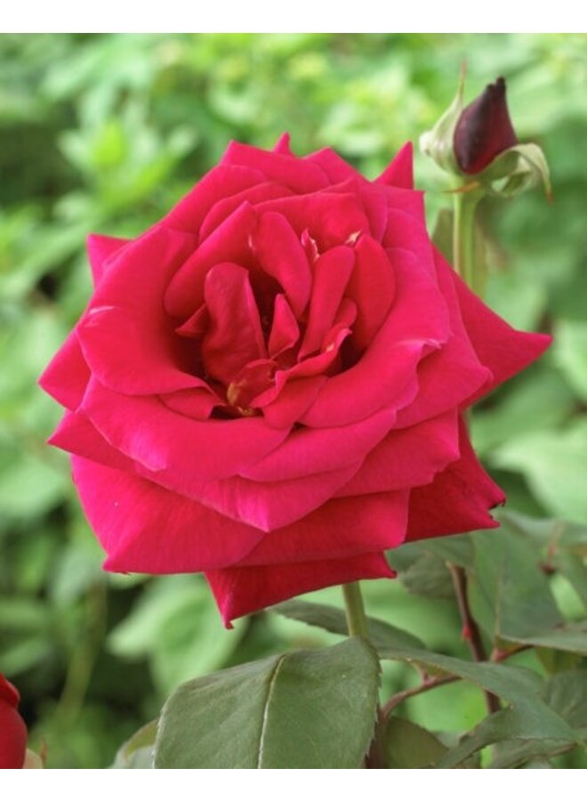 Theeroos | Rosa 'Oklahoma'