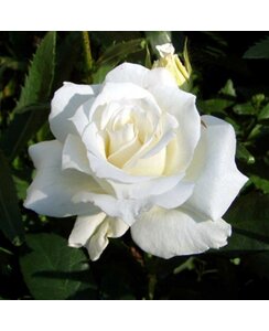 Theeroos | Rosa 'White Symphonie'