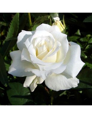 Theeroos | Rosa 'White Symphonie'