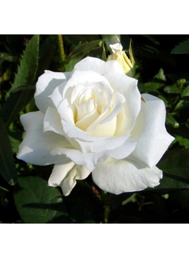 Theeroos | Rosa 'White Symphonie'