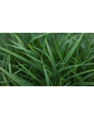 Zegge | Carex oshimensis ‘Evergreen’