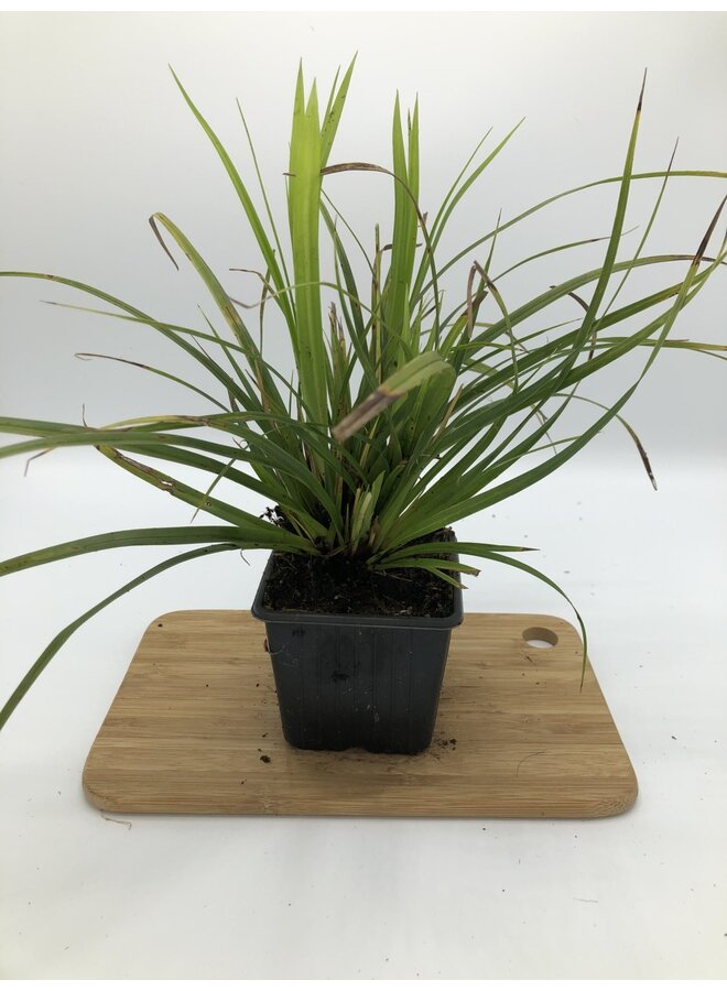 Japanse zegge | Carex morrowii