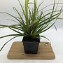 Japanse zegge | Carex morrowii