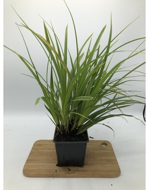 Japanse zegge | Carex morrowii Variegata