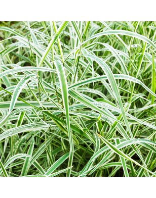 Japanse zegge | Carex morrowii Variegata