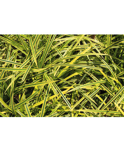Bontbladige zegge | Carex oshimensis ‘Evergold’