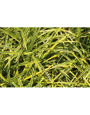Bontbladige zegge | Carex oshimensis ‘Evergold’