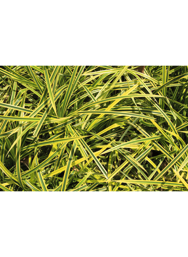 Bontbladige zegge | Carex oshimensis ‘Evergold’