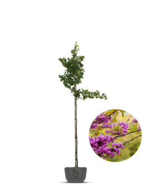 Judasboom | Cercis chin.  Avondale