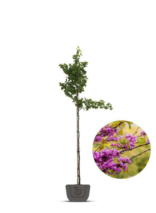 Judasboom | Cercis chin.  Avondale