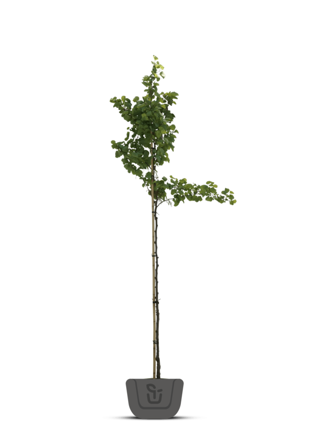 Judasboom | Cercis canadensis 'Forest Pansy'